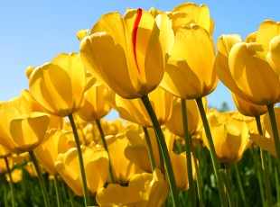 夏粮收成近八成 丰登已成定局